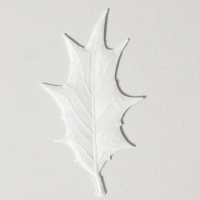 Winter Fir Tree Duftblatt